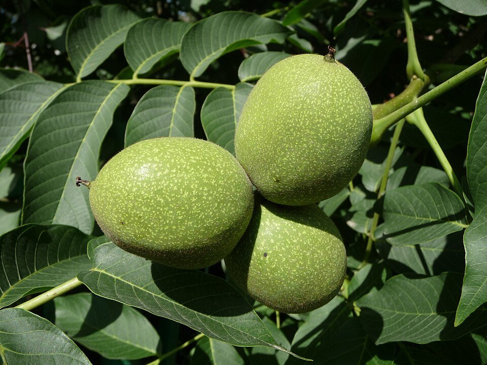 Vlašské orechy (500 g)